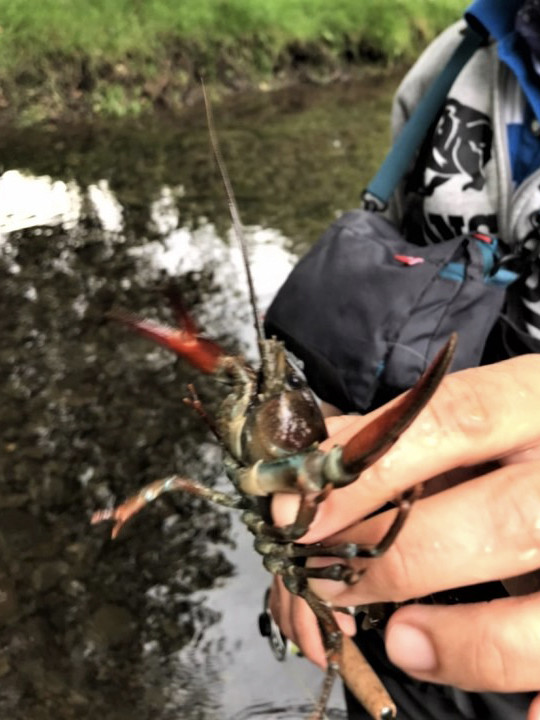 Knill and the infamous signal crayfish - KL from Bristol